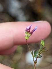 Trifolium variegatum geminiflorum