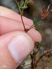 Trifolium variegatum geminiflorum