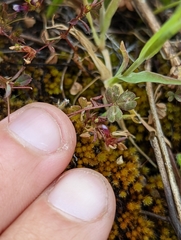 Trifolium variegatum geminiflorum