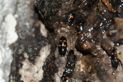 Glischrochilus japonius