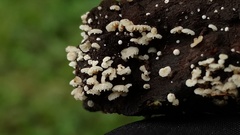 Resinomycena