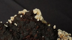 Resinomycena