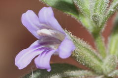 Dyschoriste hirsutissima