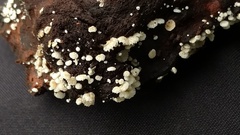 Resinomycena