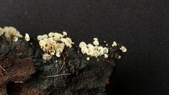 Resinomycena