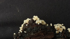Resinomycena