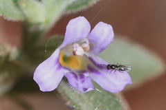 Dyschoriste hirsutissima
