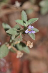 Dyschoriste hirsutissima