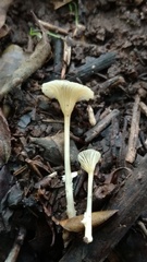 Gerronema subclavatum