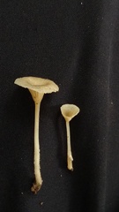 Gerronema subclavatum