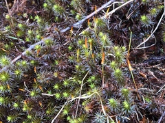 Polytrichastrum ohioense