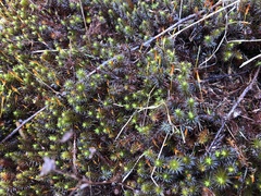 Polytrichastrum ohioense