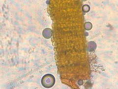 Polytrichastrum ohioense