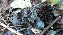 Xylaria liquidambar