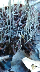 Xylaria liquidambar