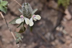 Tetrameriinae