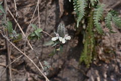 Tetrameriinae
