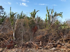 Dendrocereus undulosus