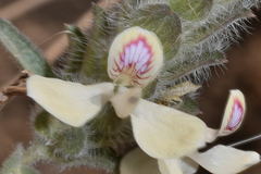 Tetrameriinae