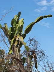 Dendrocereus undulosus