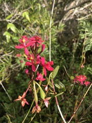 Epidendrum × obrienianum