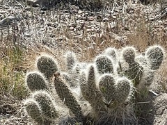 Opuntia polyacantha erinacea