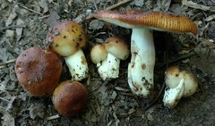 Russula foetentula