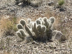 Opuntia polyacantha erinacea