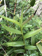 Epidendrum × obrienianum