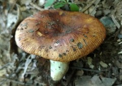 Russula foetentula