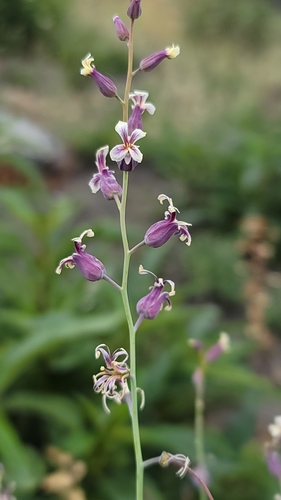 Image of Streptanthus diversifolius by (c) Chris Winchell, some rights reserved (CC BY)