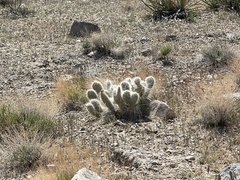 Opuntia polyacantha erinacea