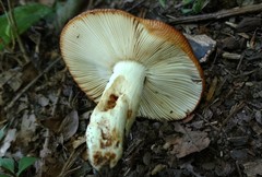 Russula foetentula
