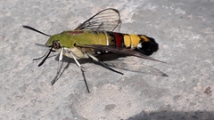 Cephonodes hylas
