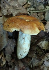 Russula foetentula