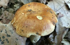 Russula foetentula
