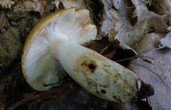 Russula foetentula