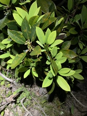 Daphniphyllum