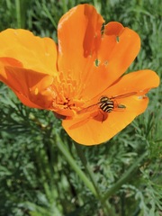 Syrphus opinator