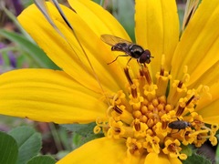 Platycheirus trichopus