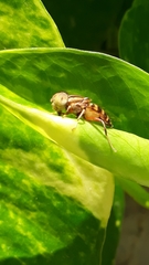 Eristalinus