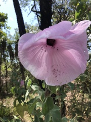 Hibiscus menzeliae