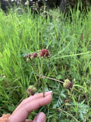 Sanicula bipinnatifida