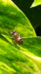 Eristalinus