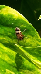 Eristalinus