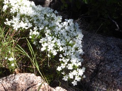 Leptosiphon floribundus