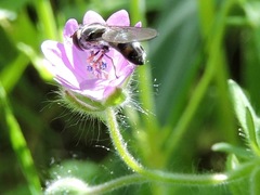 Platycheirus trichopus