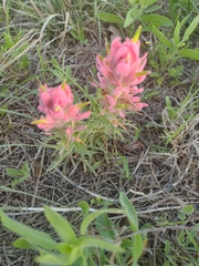 Castilleja purpurea