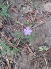 Phlox roemeriana