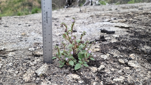 Image of Phacelia vallicola by (c) Chris Winchell, some rights reserved (CC BY)
